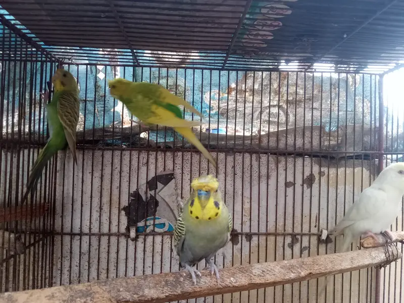 3 male 1 female. Single flower hogo male, triple crusted rainbow work — photo 8
