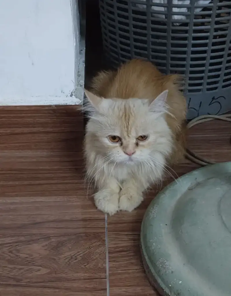 Parssian cat — photo 2