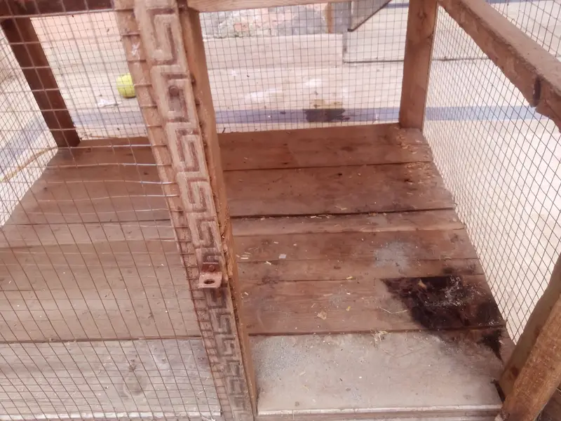 murga or parrots ka cage pure wood