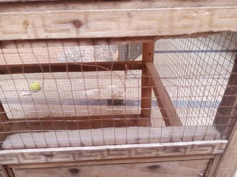murga or parrots ka cage pure wood — photo 2