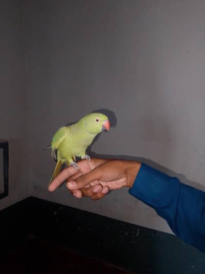 hand tame parrot