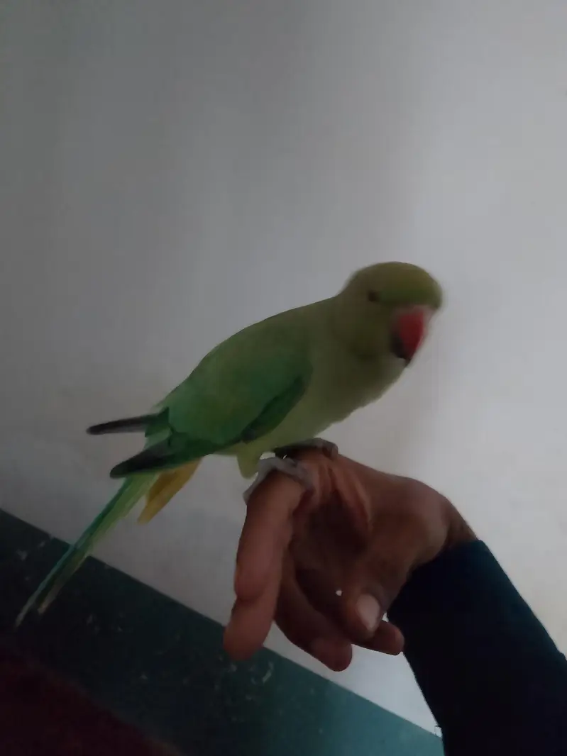 hand tame parrot — photo 2