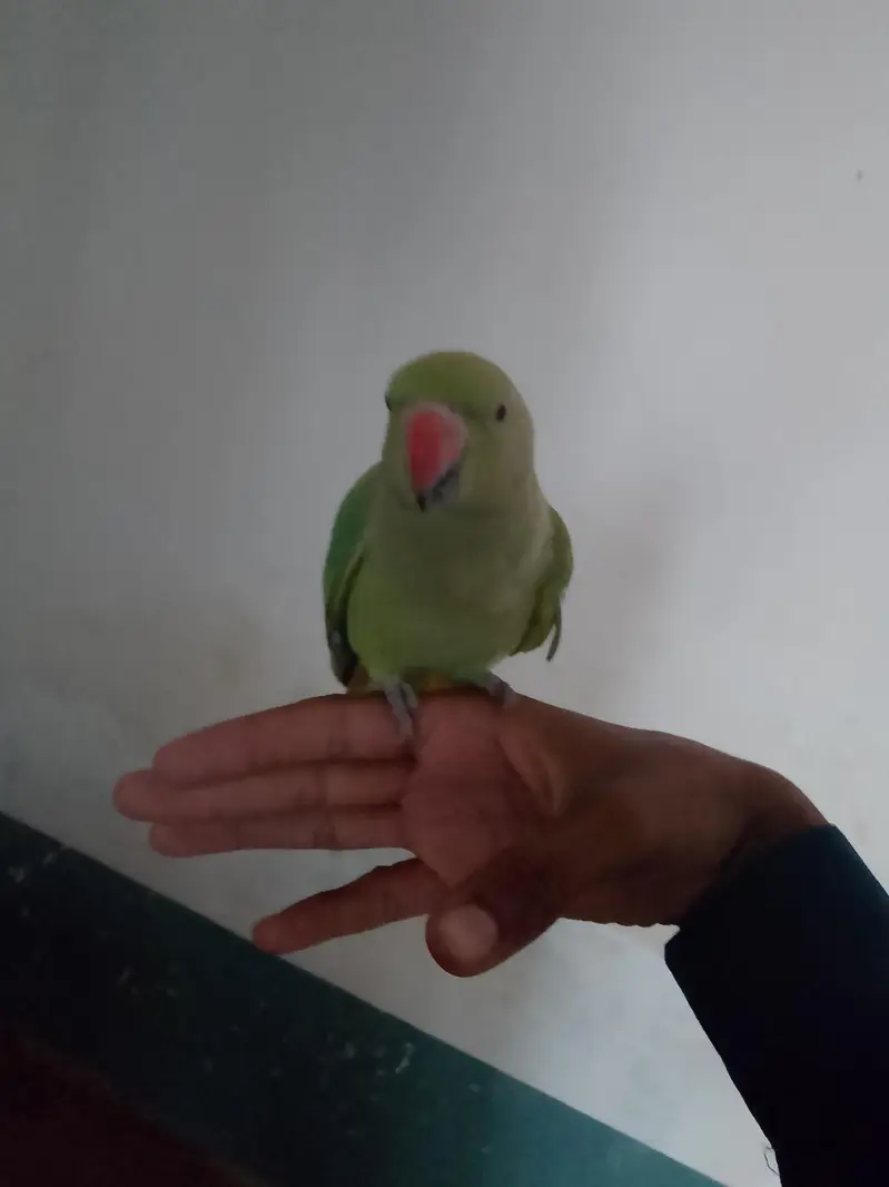 hand tame parrot — photo 3