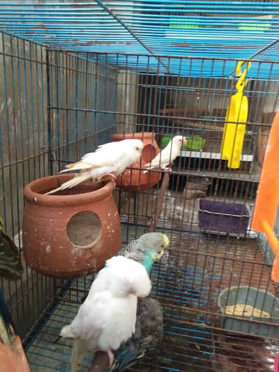 total 9 piece two love birds 7 astairlian with big cage