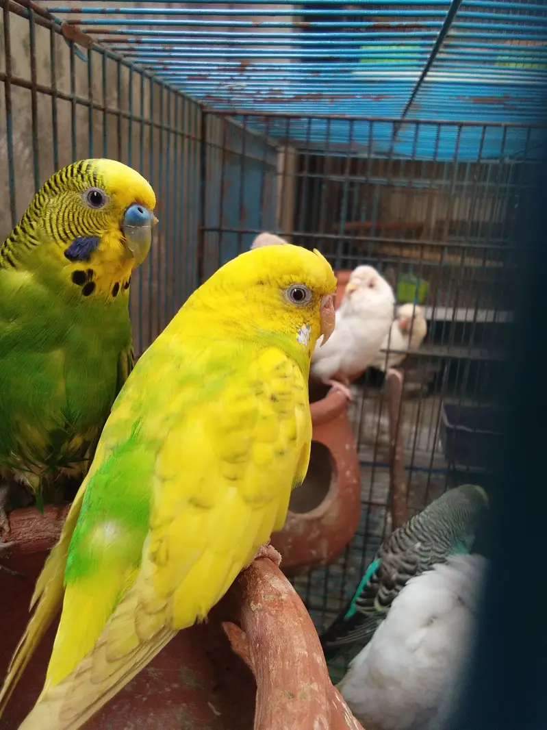 total 9 piece two love birds 7 astairlian with big cage — photo 2