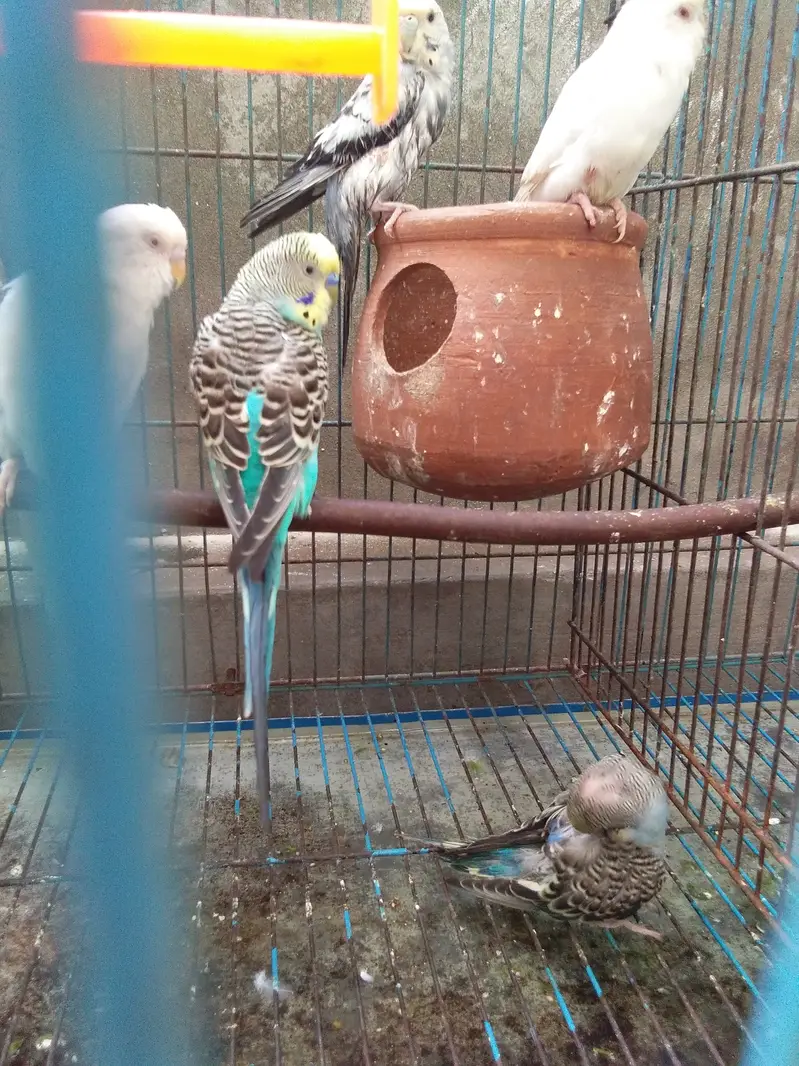 total 9 piece two love birds 7 astairlian with big cage — photo 3