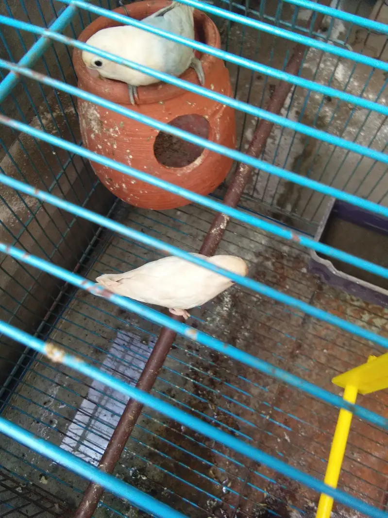 total 9 piece two love birds 7 astairlian with big cage — photo 4