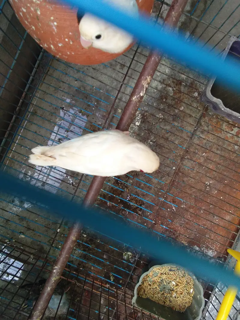 total 9 piece two love birds 7 astairlian with big cage — photo 5