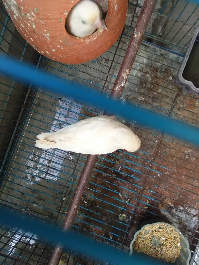 total 9 piece two love birds 7 astairlian with big cage — photo 6