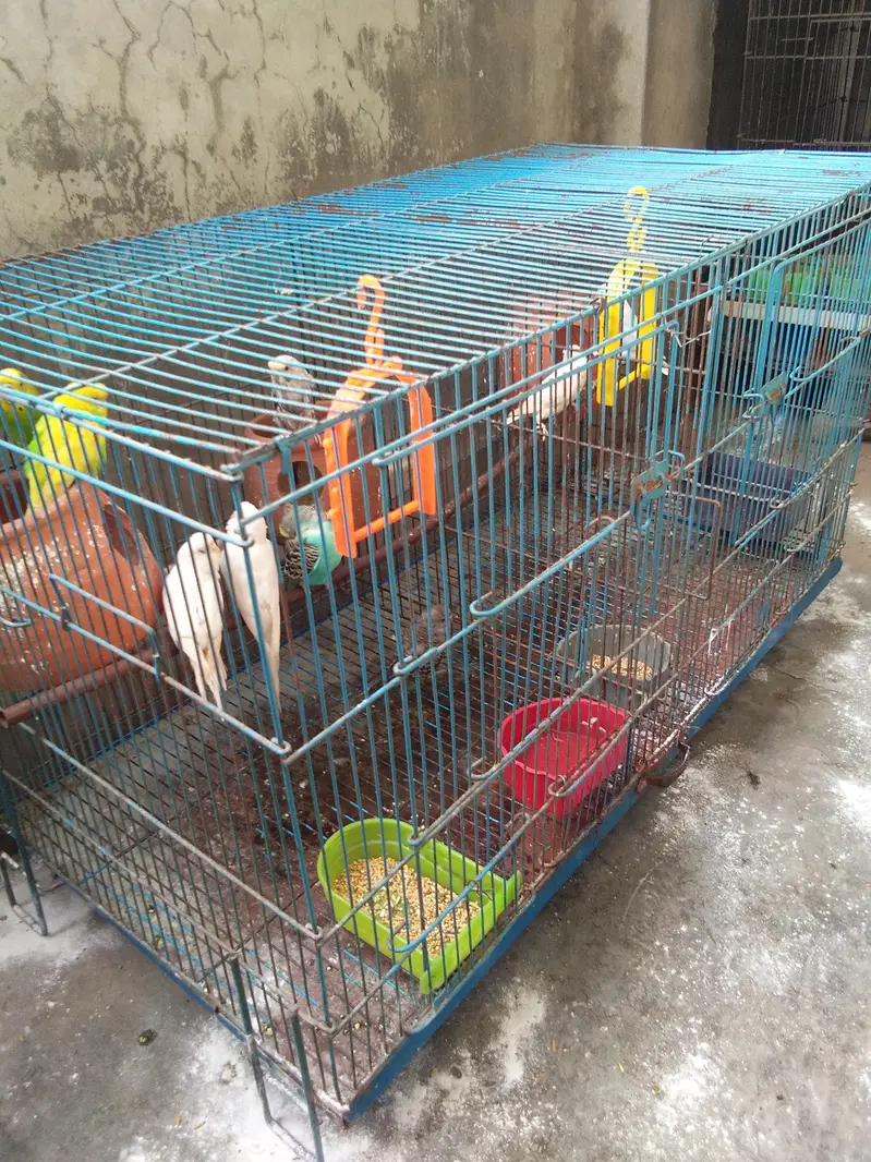total 9 piece two love birds 7 astairlian with big cage — photo 7