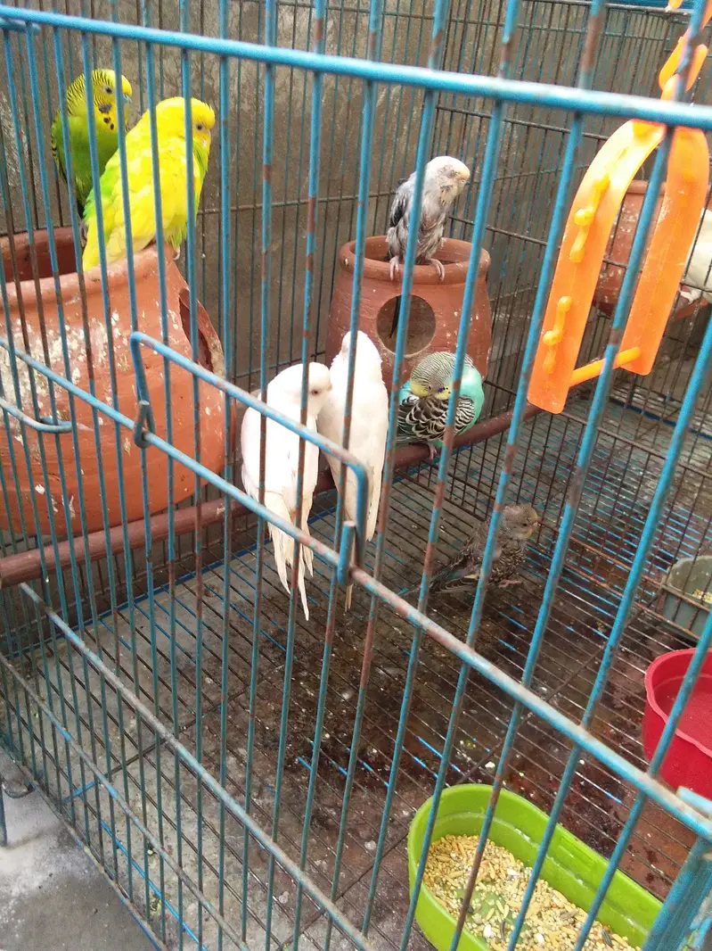 total 9 piece two love birds 7 astairlian with big cage — photo 8