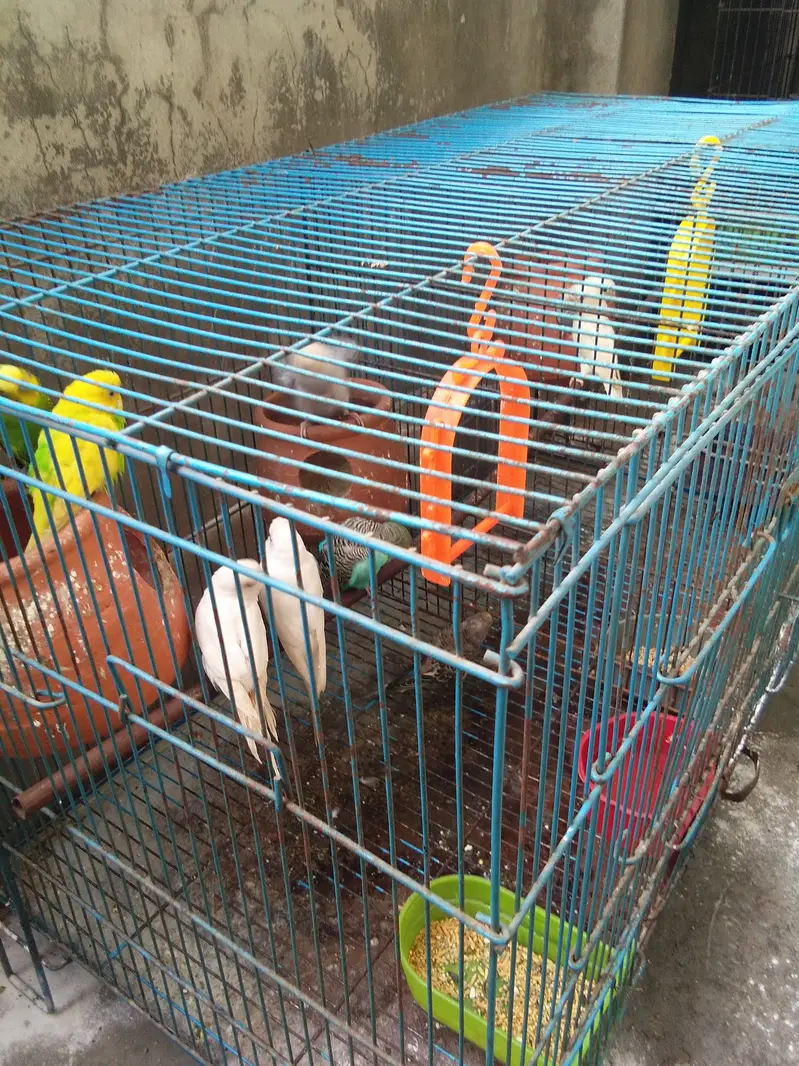 total 9 piece two love birds 7 astairlian with big cage — photo 9