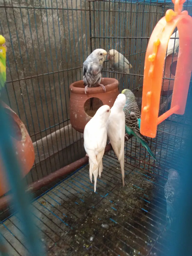 total 9 piece two love birds 7 astairlian with big cage — photo 10