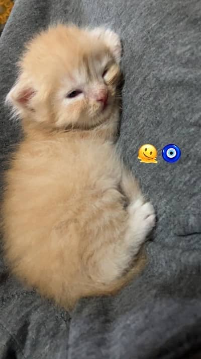 offer on Persian punch face kitten's