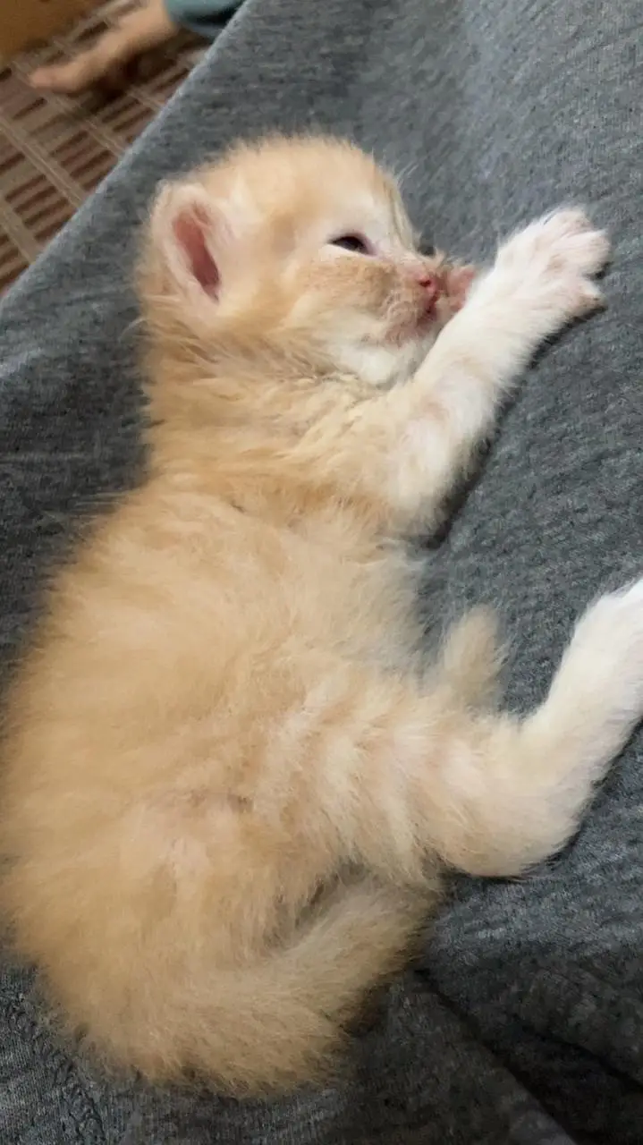 offer on Persian punch face kitten's — photo 2