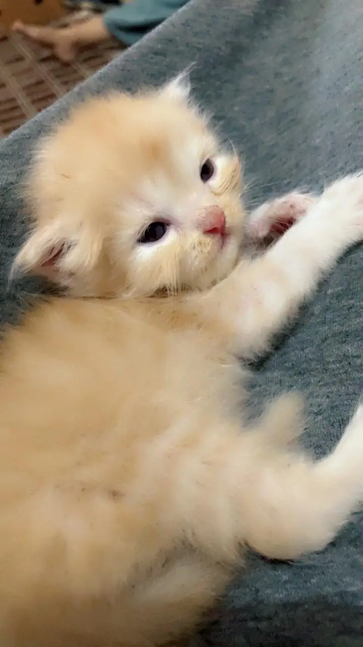 offer on Persian punch face kitten's — photo 3