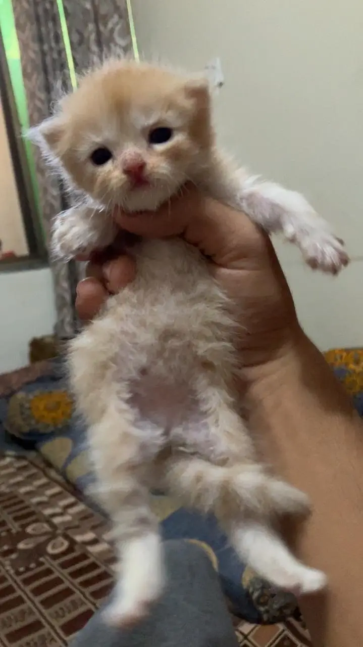 offer on Persian punch face kitten's — photo 4