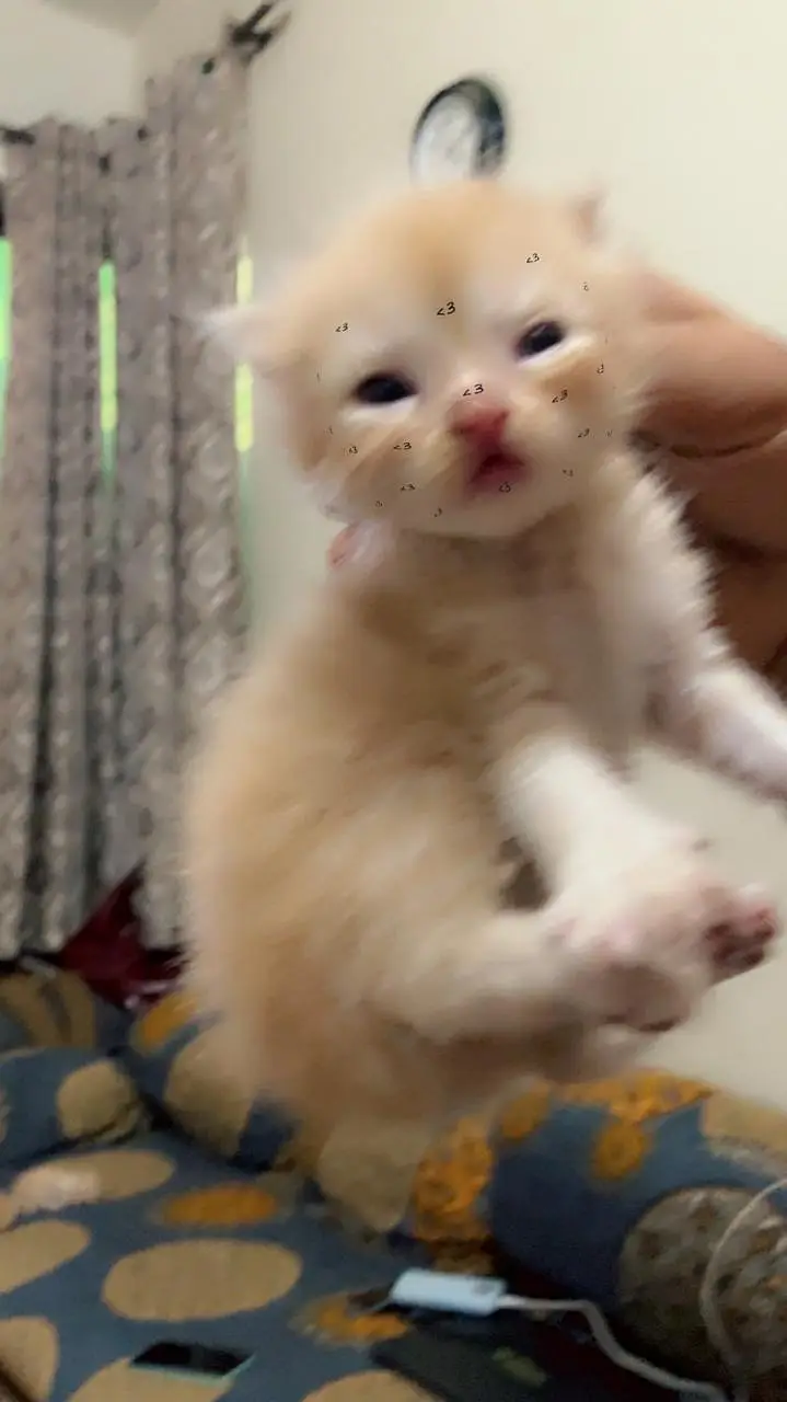 offer on Persian punch face kitten's — photo 5