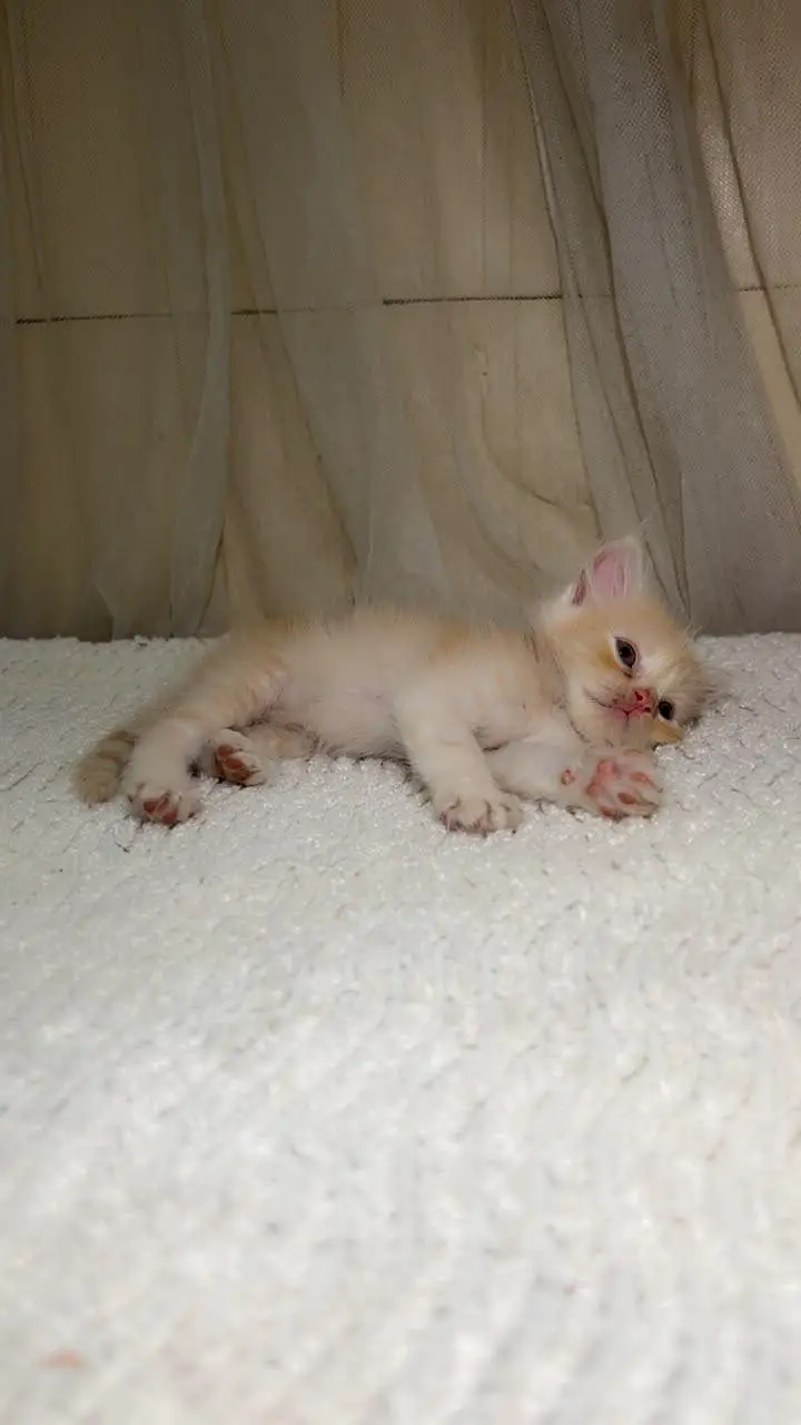 offer on Persian punch face kitten's — photo 6