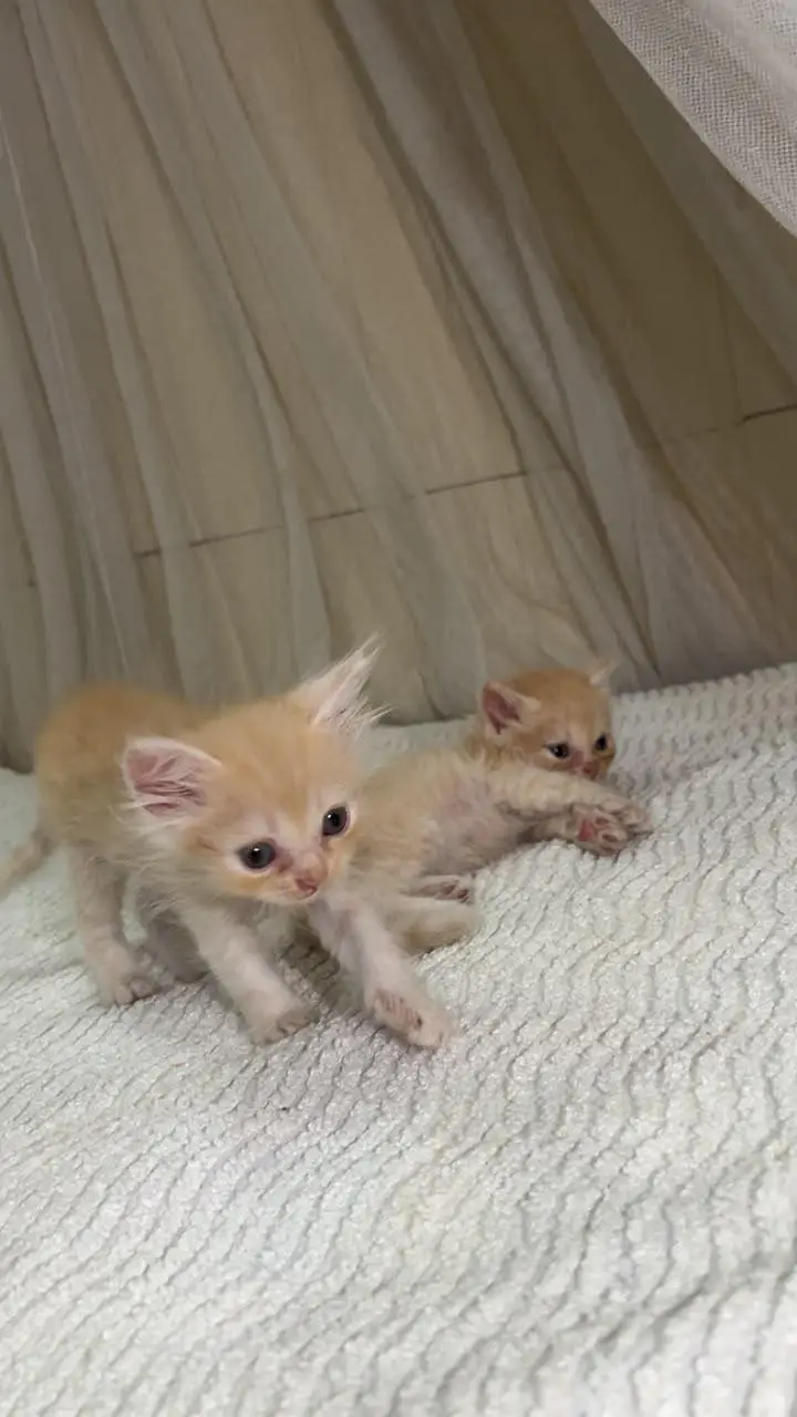 offer on Persian punch face kitten's — photo 7