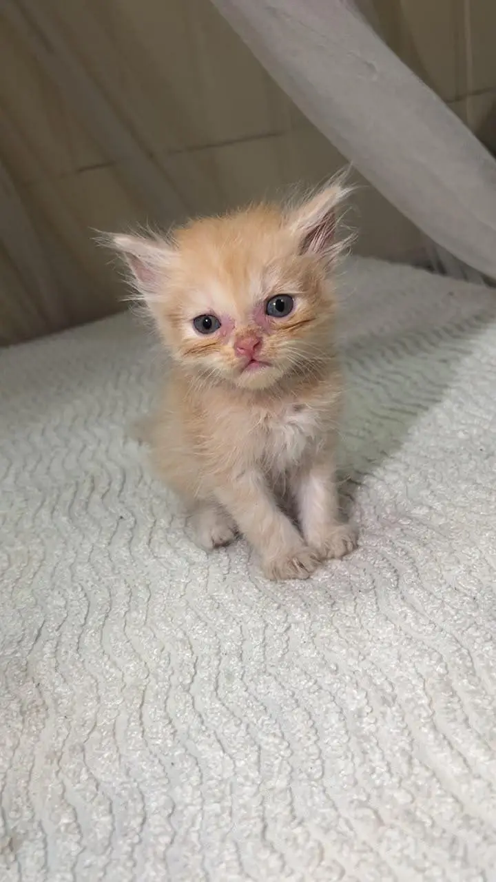 offer on Persian punch face kitten's — photo 8