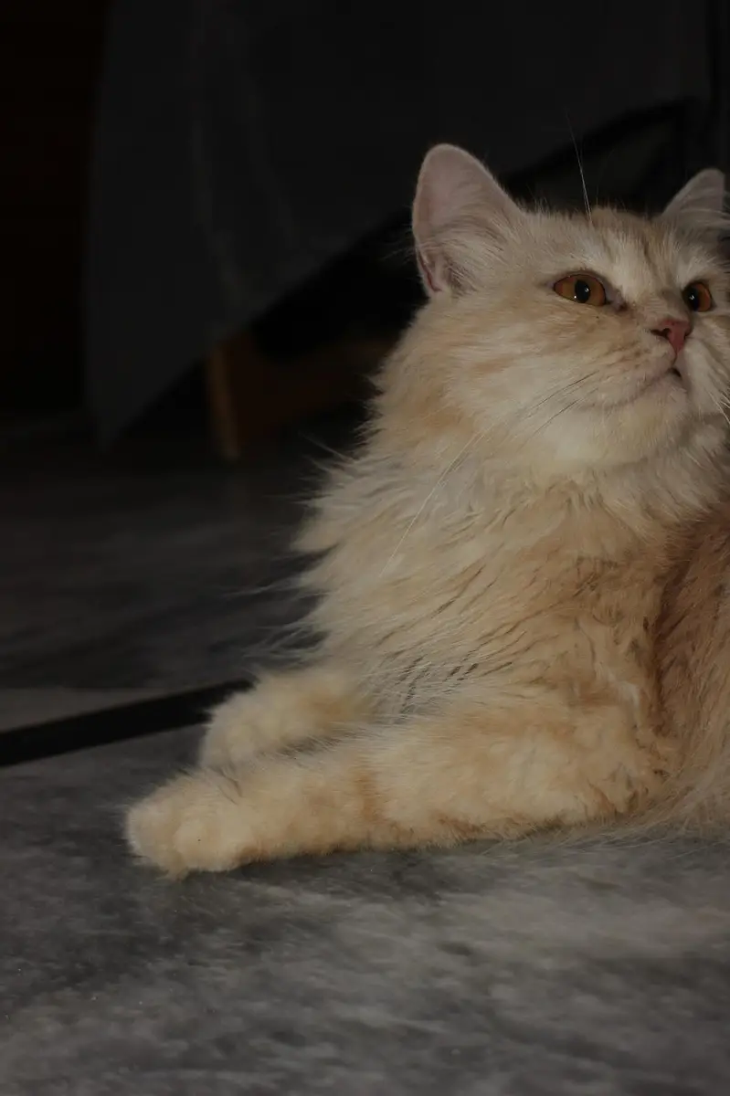offer on Persian punch face kitten's — photo 9