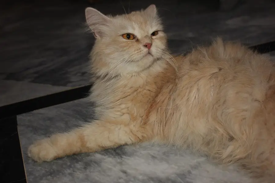 offer on Persian punch face kitten's — photo 10