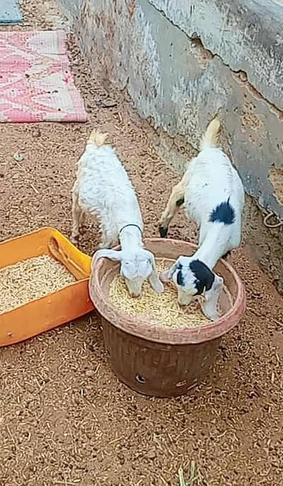 2 male Bakra for sale age 3 months