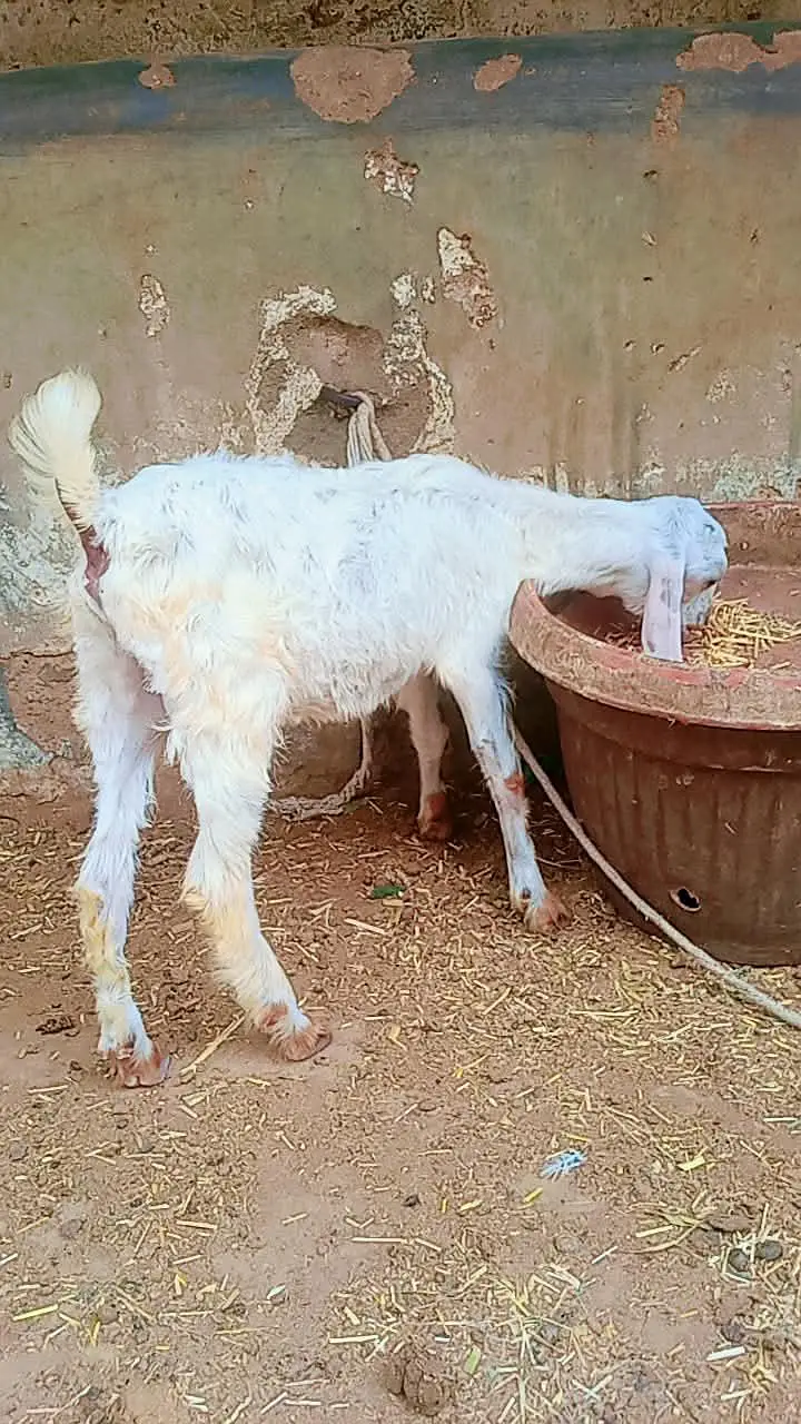 2 male Bakra for sale age 3 months — photo 2