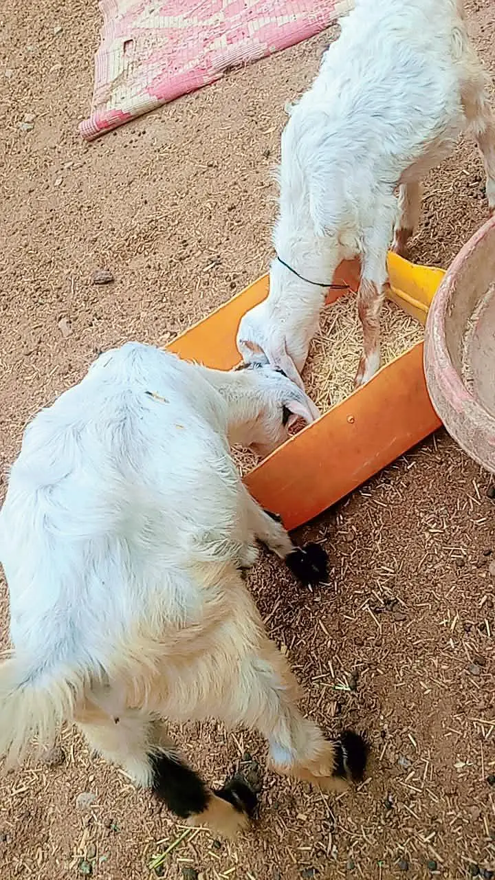 2 male Bakra for sale age 3 months — photo 3