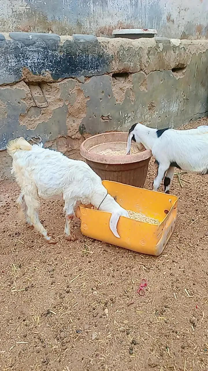 2 male Bakra for sale age 3 months — photo 4