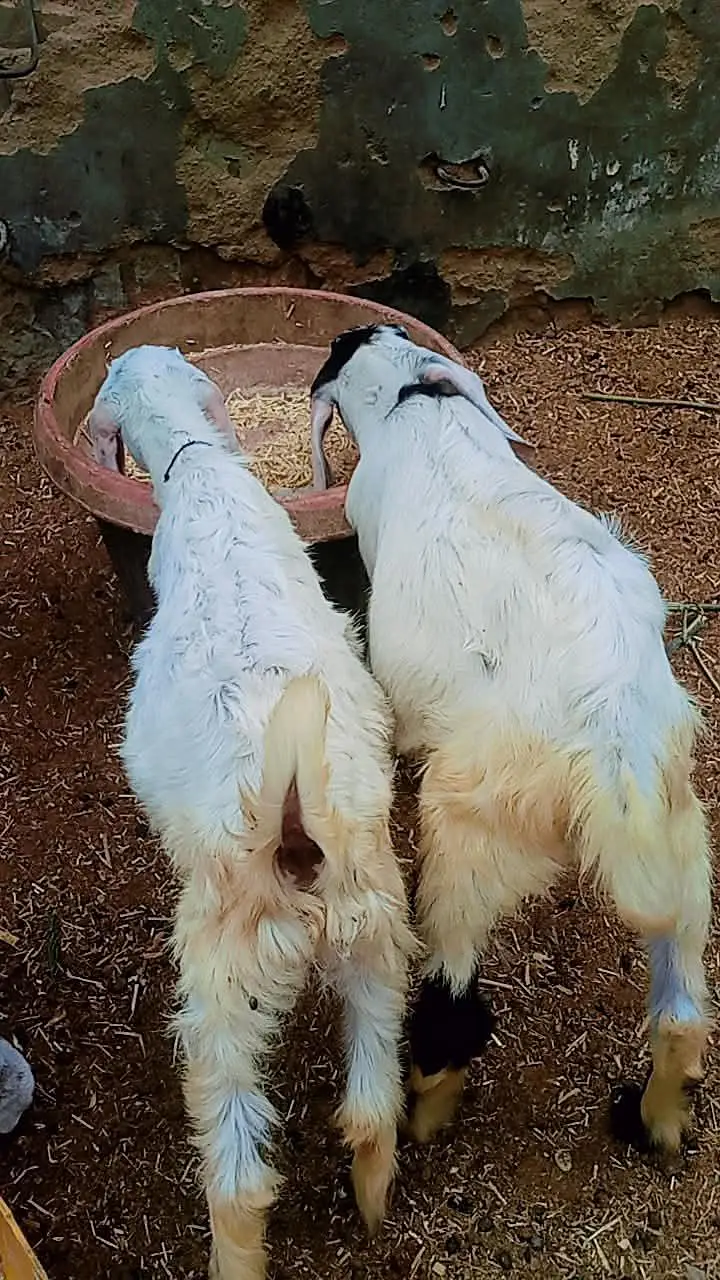 2 male Bakra for sale age 3 months — photo 5