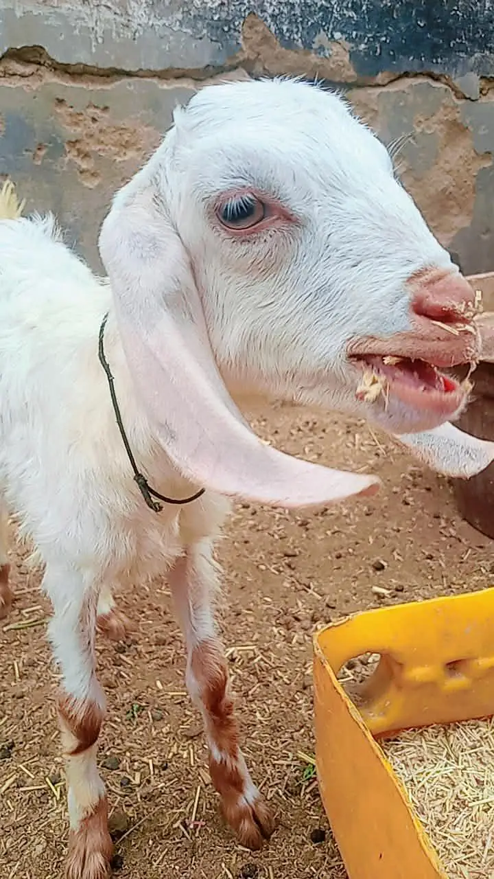 2 male Bakra for sale age 3 months — photo 6