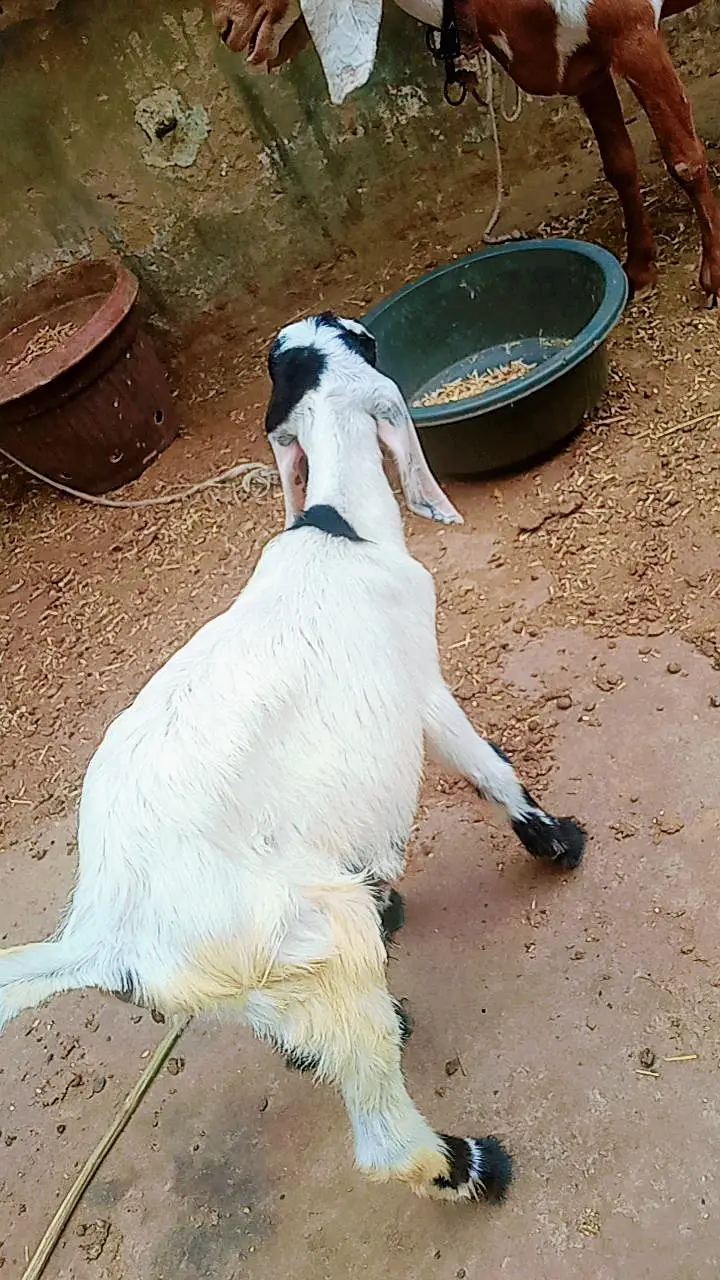 2 male Bakra for sale age 3 months — photo 7