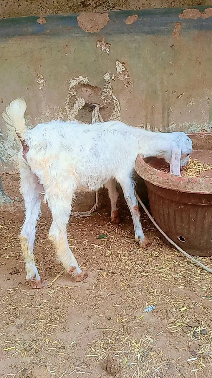 2 male Bakra for sale age 3 months — photo 8