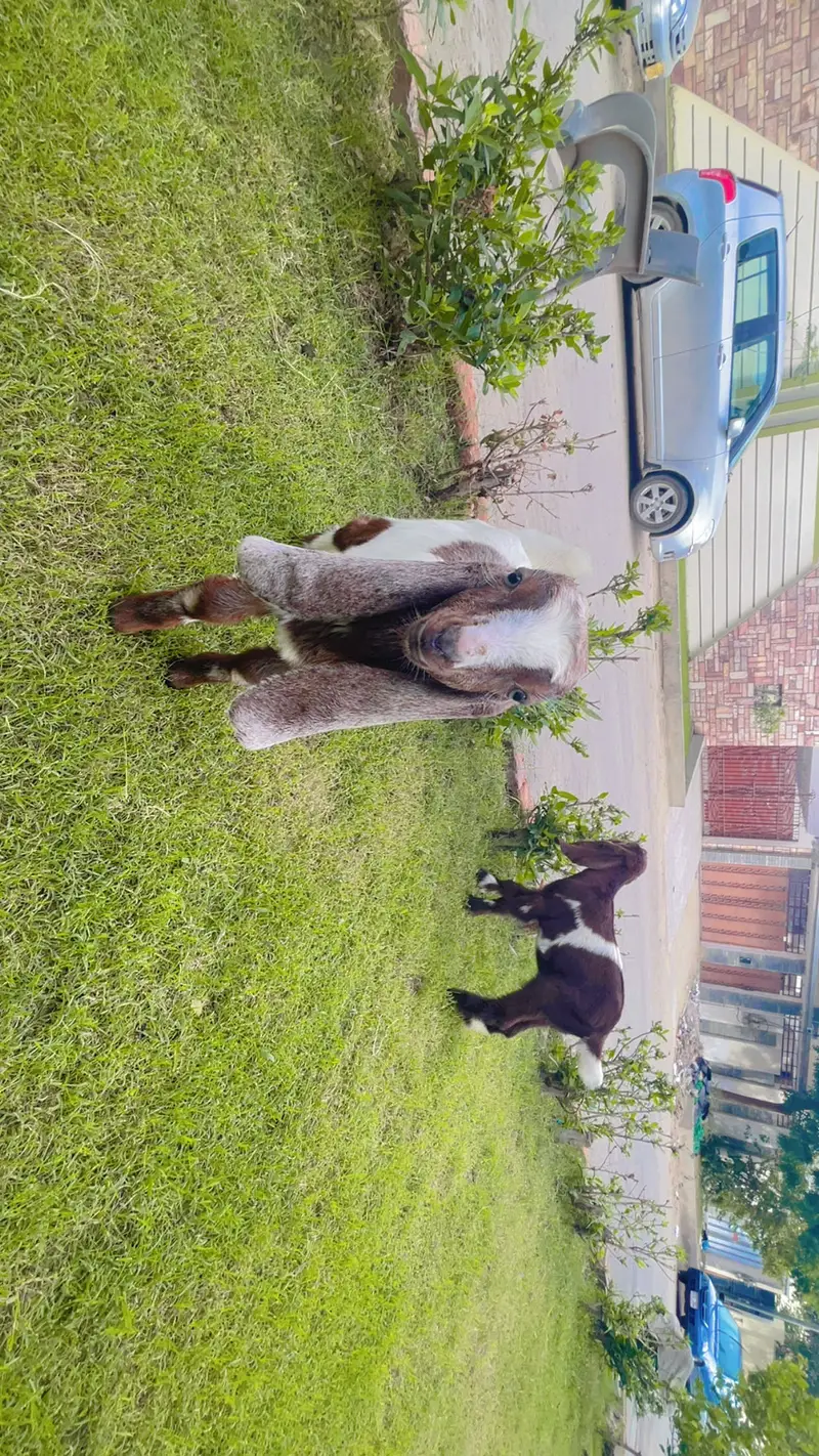 Healthy Male Goat Baby – Beautiful & Active | bakri bacha - — photo 2