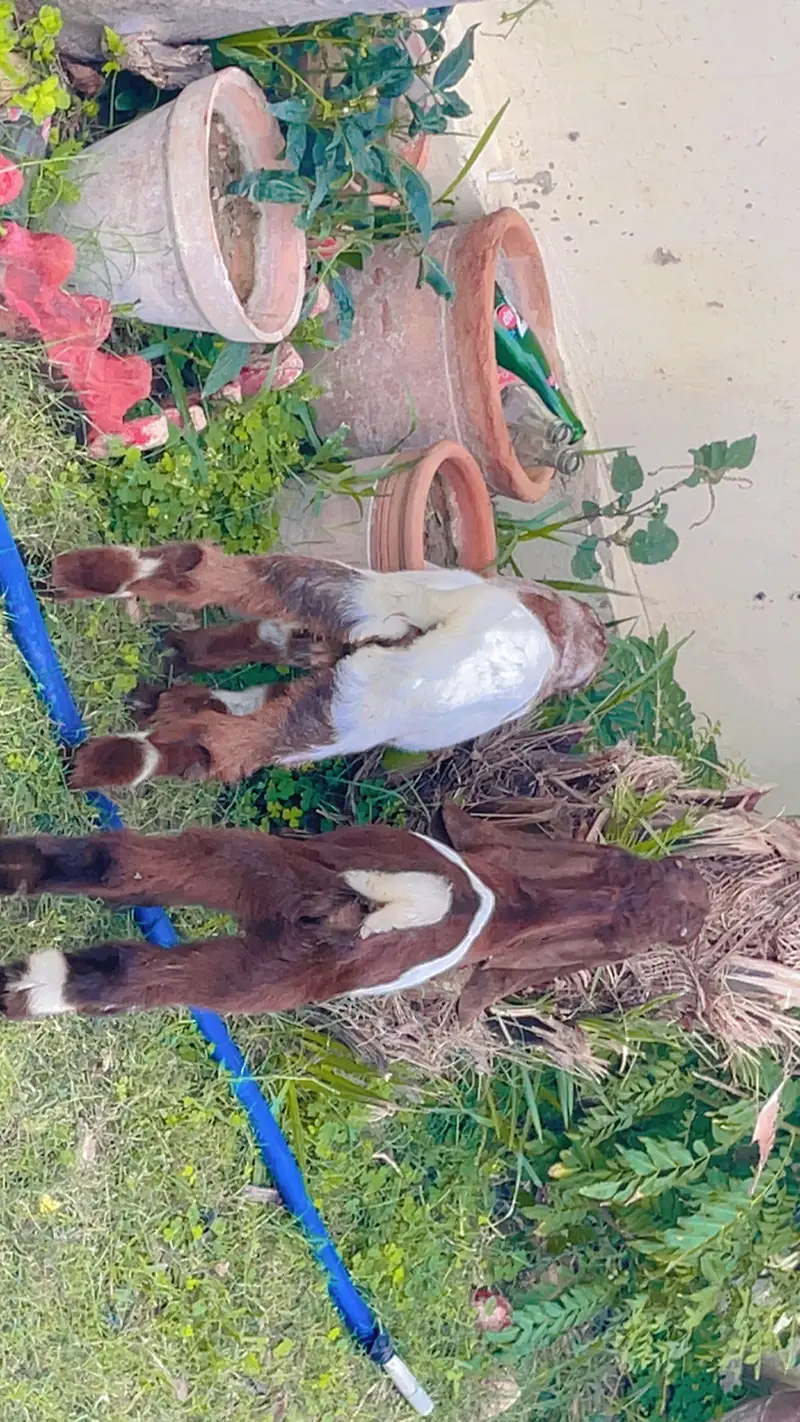 Healthy Male Goat Baby – Beautiful & Active | bakri bacha - — photo 3