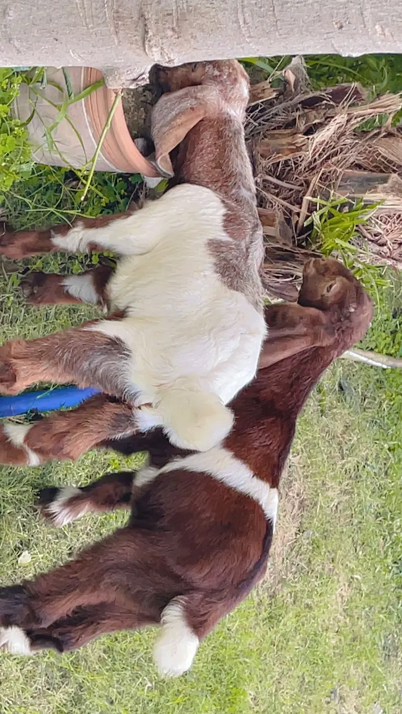 Healthy Male Goat Baby – Beautiful & Active | bakri bacha - — photo 4