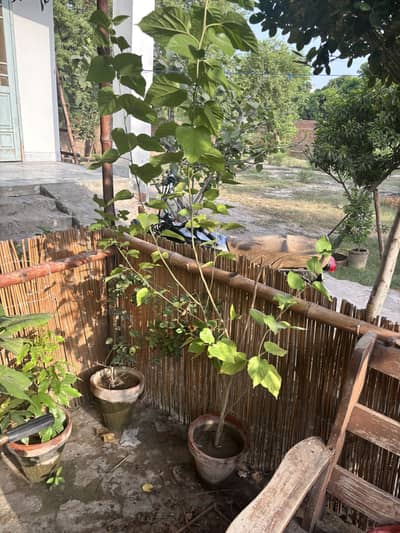 Different types of plants