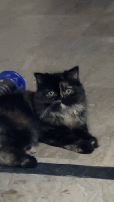 Female Persian Kitten