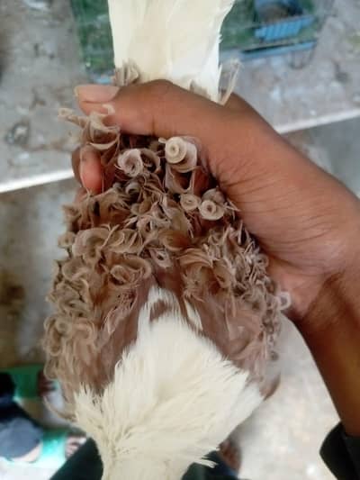 Frill back pigeon breeder bear healthy and active