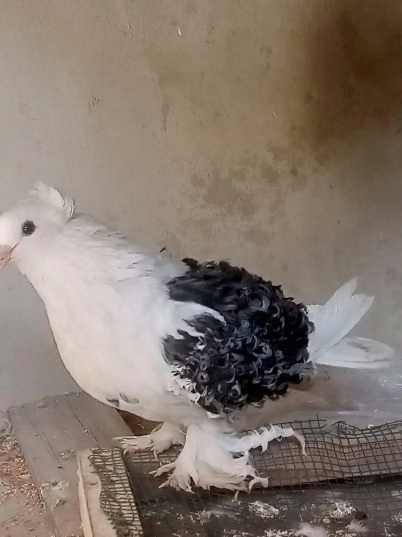 Frill back pigeon breeder bear healthy and active — photo 5