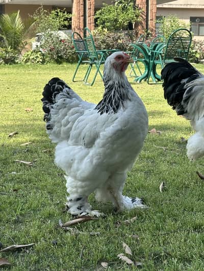 Light Columbian Brahma | Salmon Brahma | Chicks | Hen