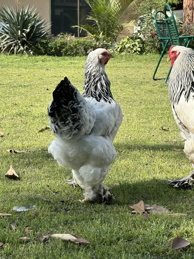 Light Columbian Brahma | Salmon Brahma | Chicks | Hen — photo 2