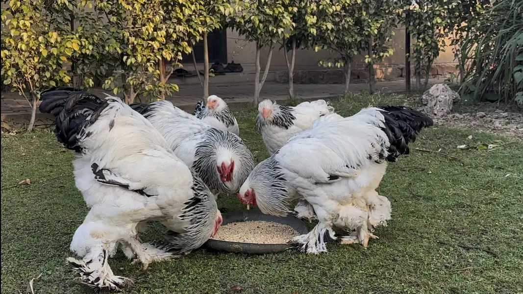 Light Columbian Brahma | Salmon Brahma | Chicks | Hen — photo 3