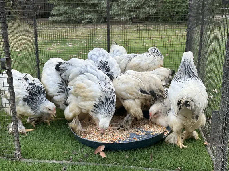 Light Columbian Brahma | Salmon Brahma | Chicks | Hen — photo 4