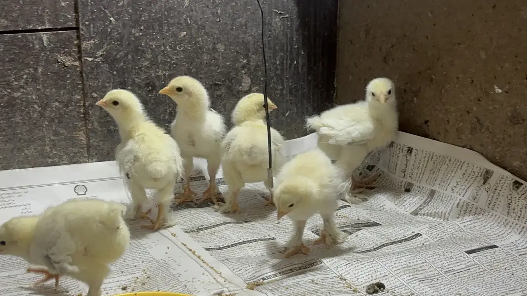 Light Columbian Brahma | Salmon Brahma | Chicks | Hen — photo 5