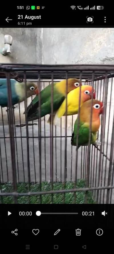 Love birds