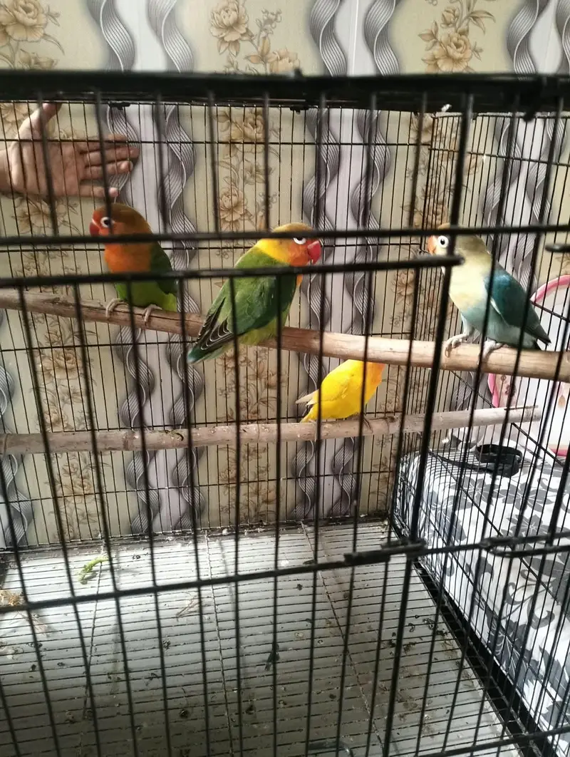 Love birds — photo 2