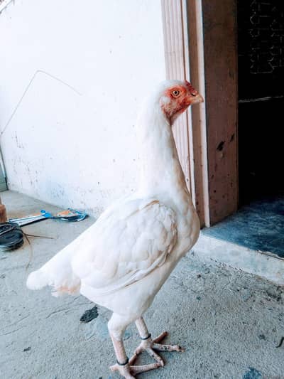 cross parrot beak or shamoo madi
